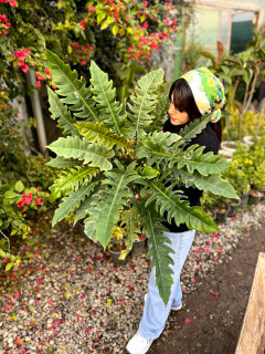 فیلودندرون کنگره ای